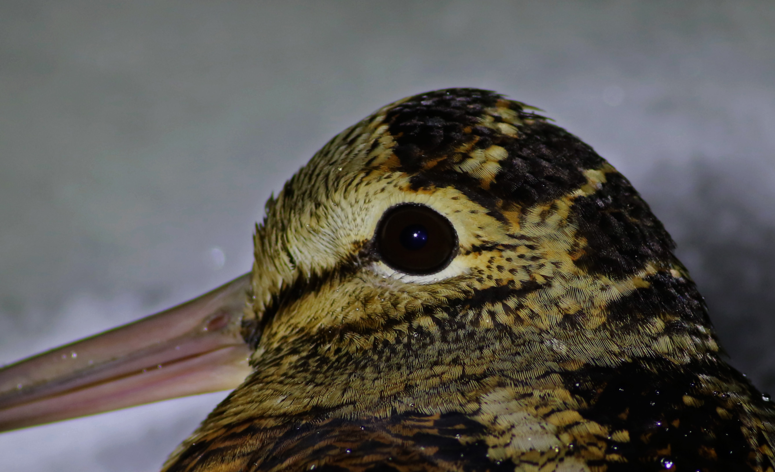 Eurasian Woodcock
